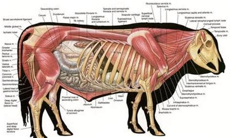 hereford bull anatomy | Anatomy, Animal anatomy, Animal science