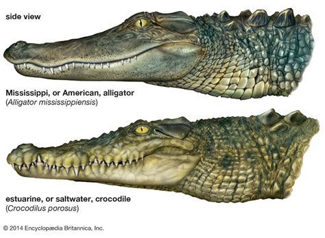 Grüner Salat kreativ Emulieren, nacheifern difference caiman and ...