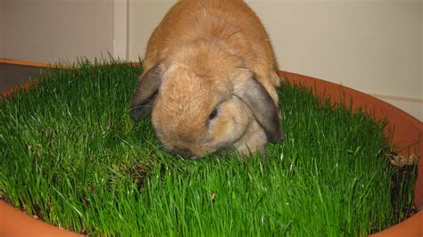 Portable Indoor Grass for Happy Bunnies | Coelho