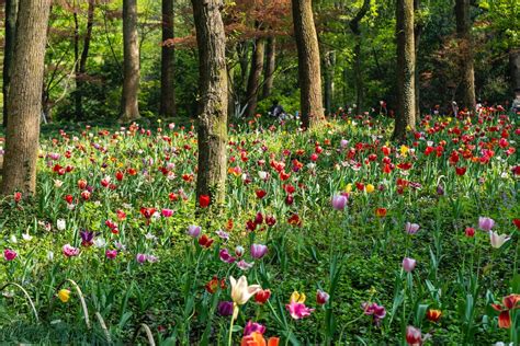 Colorful Flowers in Forest · Free Stock Photo