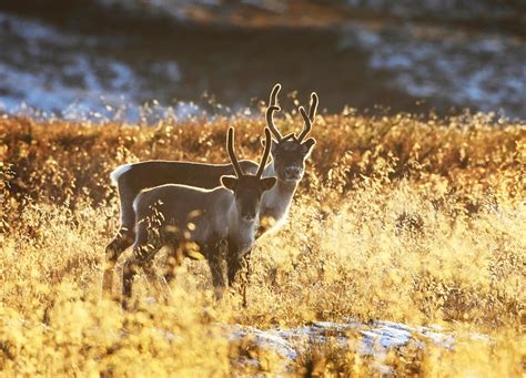 Year of the Reindeer - Reindeer Facts & Fun | Visit Finnish Lapland