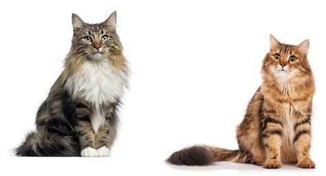 Norwegian Forest Cat vs Siberian Cat - Which To Bring Home?