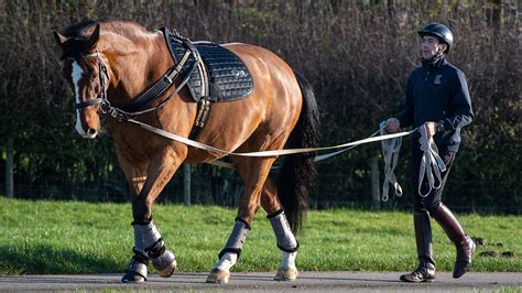 Long reining tips for young horses, rehab and early fitness work