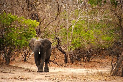 The National Parks Of Malawi - WorldAtlas