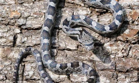 How to Recognize an Eastern Ratsnake - Have you Seen a Pinesnake?