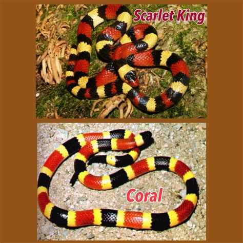 Coral Snake Vs King Snake: Main Differences Ocean Info, 59% OFF