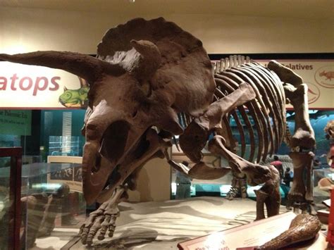 Triceratops at the Smithsonian Natural History Museum in DC. | Dinosaur ...