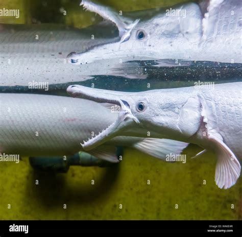 Bony gar fish hi-res stock photography and images - Alamy