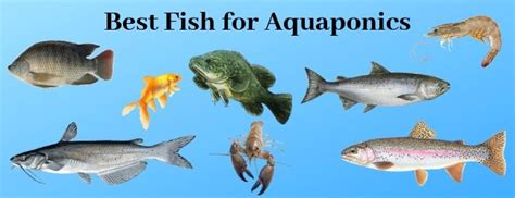 Best Fish for Aquaponics - Choose from 22 Species - HowtoAquaponic