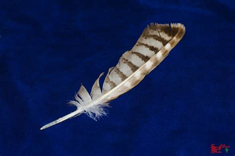 white-tailed hawk feathers - Yahoo Search Results Yahoo Image Search ...