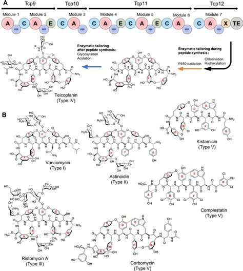 Glycopeptide antibiotics: A) the biosynthesis of a GPA exemplified for ...