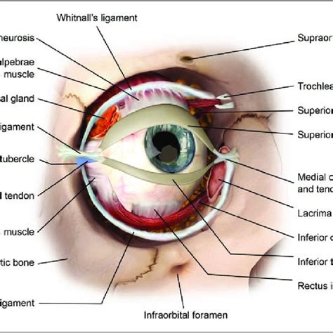 The eye and surrounding structures. The canthal tendon attaches to ...