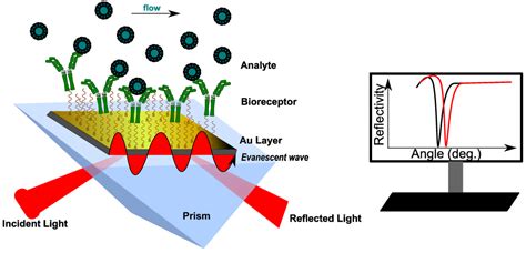 Biosensors | Free Full-Text | Strategies for Surface Design in Surface ...