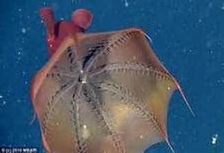 Category: Abyssopelagic Zone - Deep Sea Critters