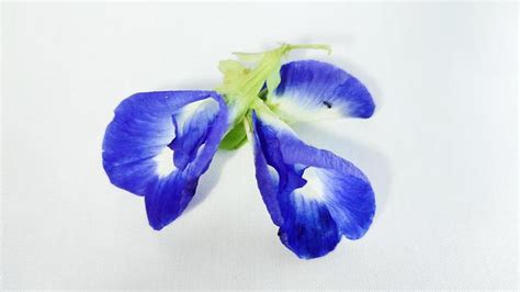 Blue Pea Flower Stock Photos, Images and Backgrounds for Free Download