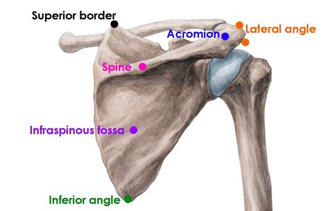 Sports Injury Bulletin - Diagnose & Treat - Uncommon injury: Scapular ...