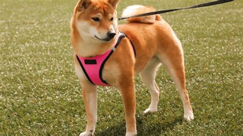 Best Harness For A Shiba Inu: Our Top 10 Products