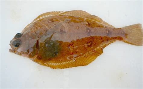 Longfin Sanddab - Pier Fishing in California