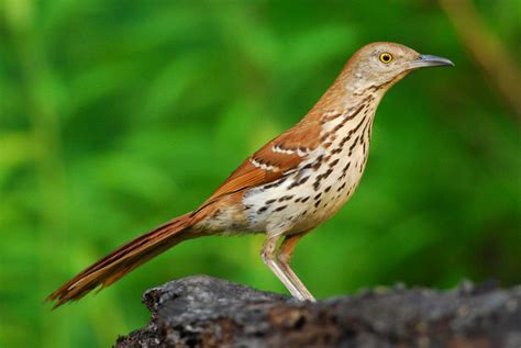 Male Thrasher Bird