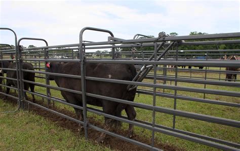 41 best Cattle Equipment images on Pinterest | Cattle, Cow and Farming