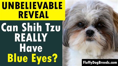 Can Shih Tzu REALLY Have Blue Eyes? [UNBELIEVABLE REVEAL] - YouTube