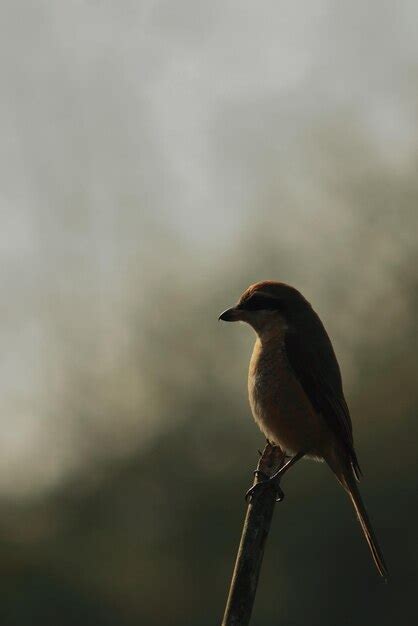 Premium Photo | Brown shrike also known as butcher bird perching on a ...