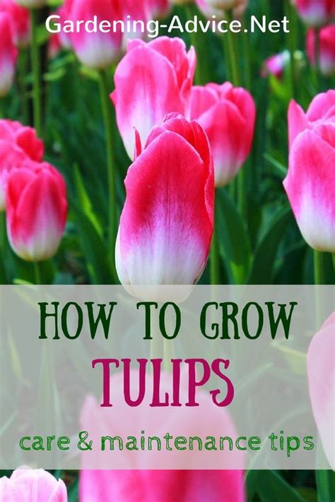 Tulips Care And Maintenance | Tulip care, Garden care, Tulips garden