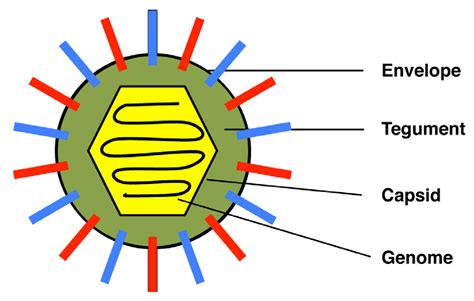 Virus Cell Diagram