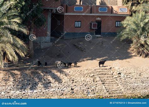 Farm Animals in a town stock image. Image of field, equus - 271076313