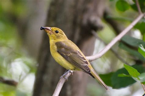 Female Scarlet Tanager | She was wary of me but could not re… | Flickr