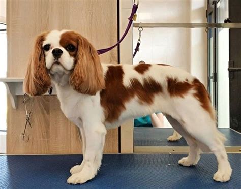 Cavalier King Charles Spaniel Haircut | Cavalier king charles dog, King ...