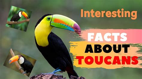 30 Interesting Facts About Toucans - YouTube