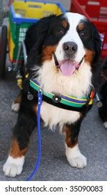 11 Bernese Mountain Dog Cart Royalty-Free Images, Stock Photos ...