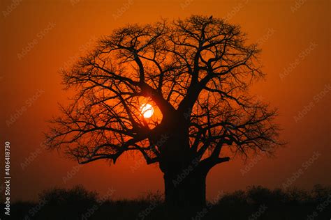 Baobab tree on a beautiful African sunset Stock Photo | Adobe Stock