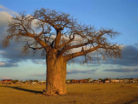 Baobab in the Veld, Limpopo, South Africa | South African Tourism | Flickr