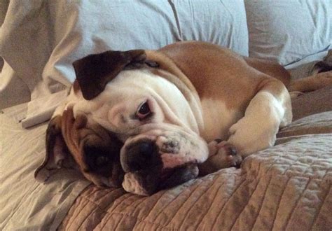 Snuggle bug | Snuggles, Bulldog, Dogs