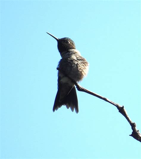 eBird Checklist - 28 May 2024 - Blacklick Woods Metro Park--Nature ...