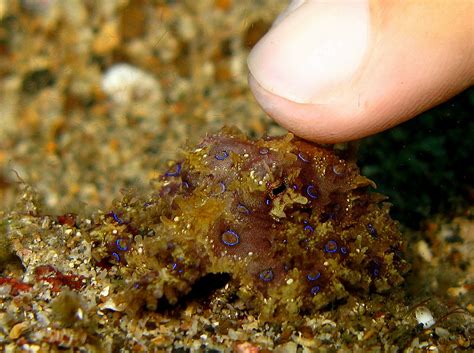 Real Monstrosities: Blue-ringed Octopus