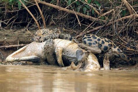 Rarely seen, a jaguar pursuing a crocodile is a breathtaking scene ...