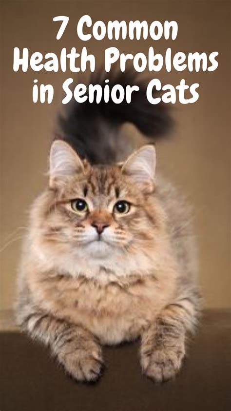 7 Common Health Problems in Senior Cats | Cat health problems, Feline ...