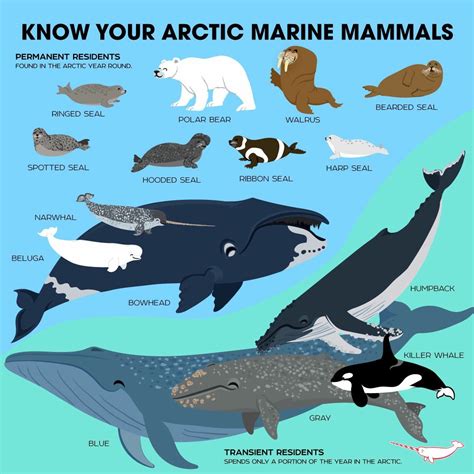 Arctic Ocean Animals List