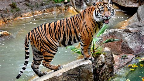 Rare Sumatran tiger newest member at LA Zoo - ABC7 Los Angeles