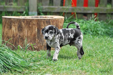 Catahoula Leopard Dog - Puppies, Rescue, Pictures, Information ...