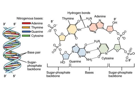 3 Parts of a Nucleotide and How They Are Connected