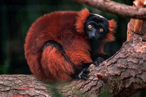 Red Ruffed Lemur | The Maryland Zoo