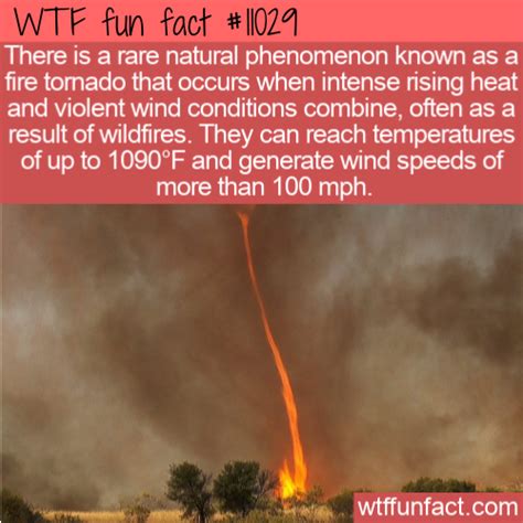 WTF Fun Fact - Fire Tornado in 2020 | Wtf fun facts, Fun facts, Funny facts