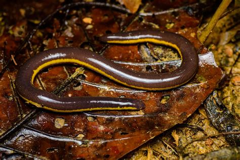 Supachai's caecilian (Ichthyophis supachaii)