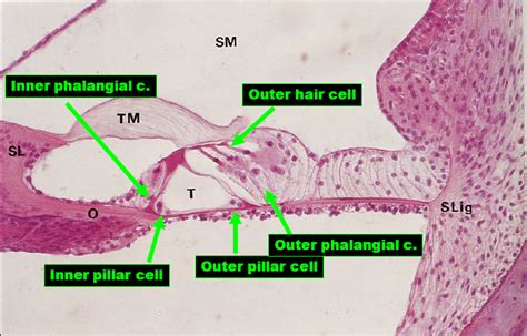 Ear