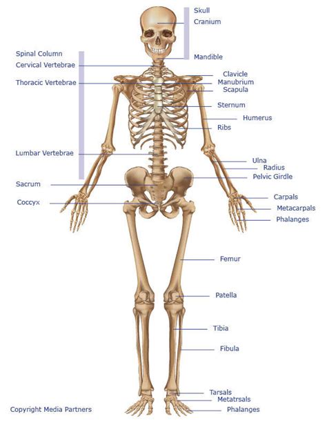 A Diagram Of Joints And Bones In The Human Body – Joints of the Body ...