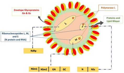 Virion and genome structure of RVFV. | Download Scientific Diagram